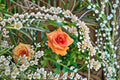 Royal Sunset Climbing Rose Live Plant – Apricot Repeat Blooming Rose