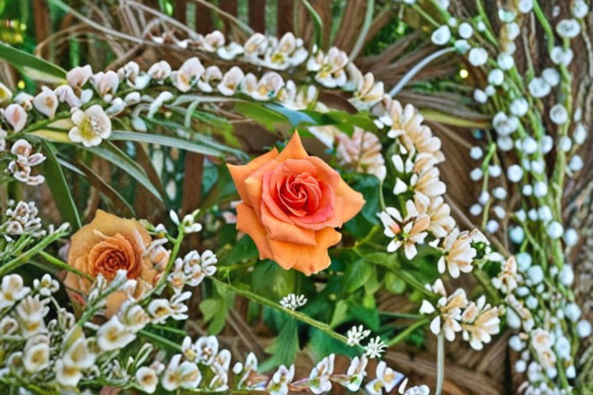 Royal Sunset Climbing Rose Live Plant – Apricot Repeat Blooming Rose