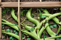 Cucuzzi Gourd Seeds, Climbing Vine, Long Smooth Fruits, Lagenaria siceraria, Edible Italian Gourd Seeds, Garden Planting