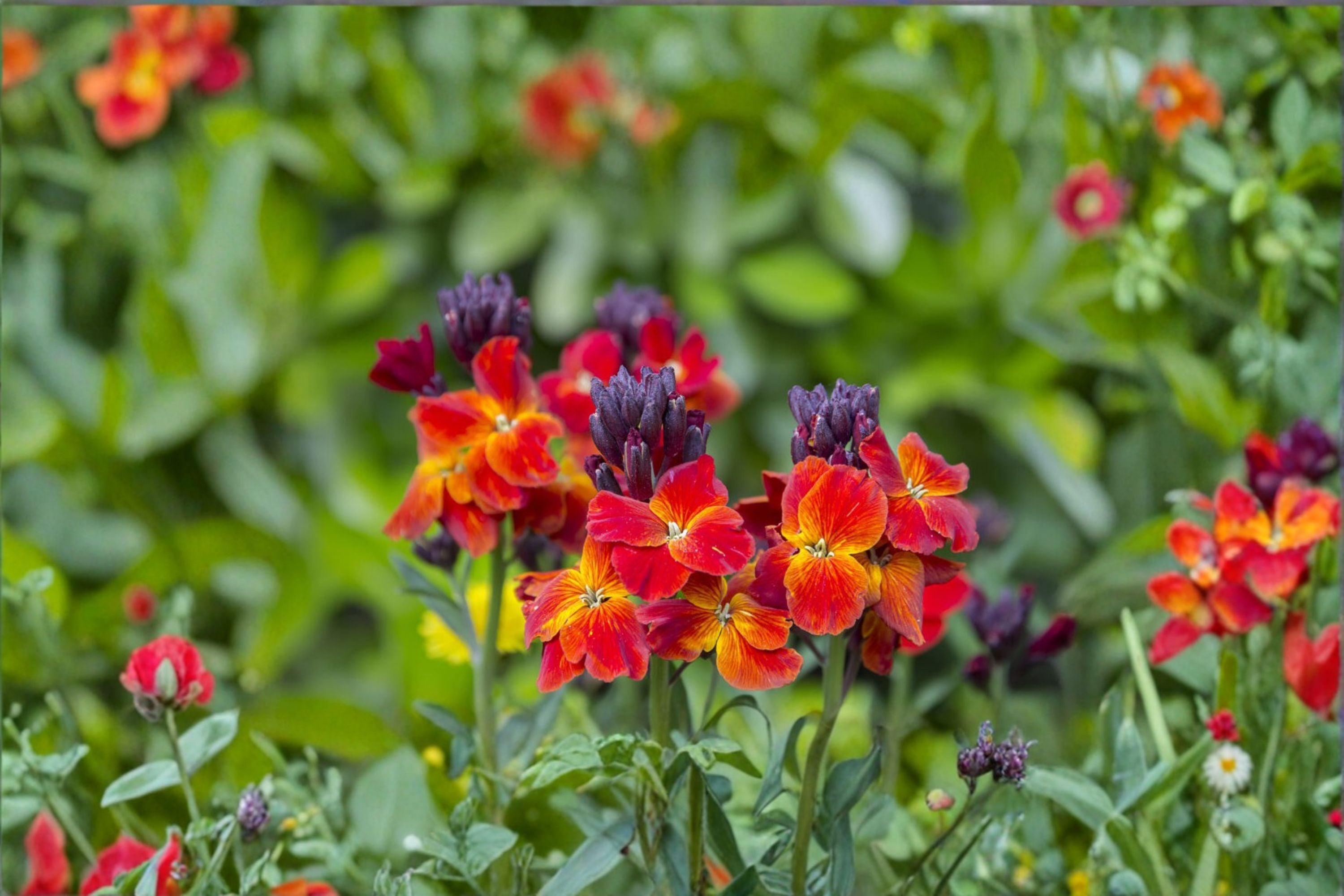 Wormseed Wallflower Plant - Erysimum cheiranthoides Perennial