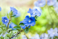 Blue Daze Live Plant – Bright Blue Flowering Evergreen Ground Cover