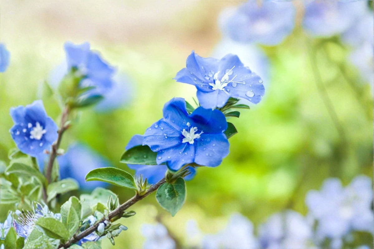 Blue Daze Live Plant – Bright Blue Flowering Evergreen Ground Cover