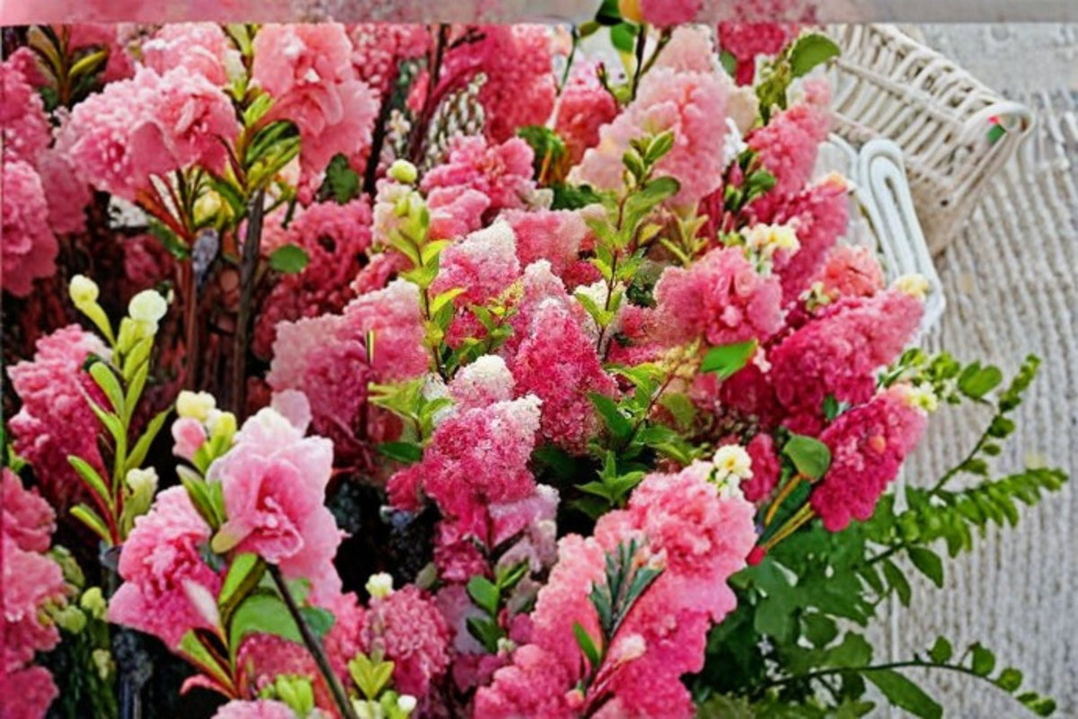 Vanilla Strawberry Hydrangea 6 Cuttings – Hydrangea paniculata Propagation Shrub