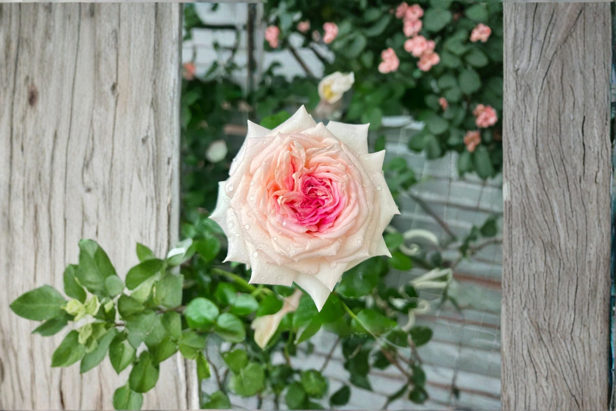 Ragazza Rose Own Root Live Plant – Pink White Fragrant Shrub Rose