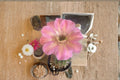 Hedgehog Cactus Tuffet Schick - Echinopsis spp. Hybrid Cactus Plant