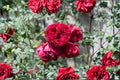 Red Eden Climbing Rose Live Plant – 1.5 Gal Crimson Red Own-Root Rose