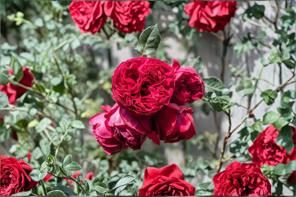 Red Eden Climbing Rose Live Plant – 1.5 Gal Crimson Red Own-Root Rose