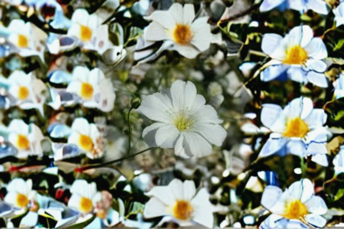 Baby’s Breath Seeds, Gypsophila elegans, White Annual Flower, Cut Flower Garden Seeds
