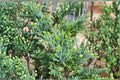Giant Sequoia 1 Plant – Sequoiadendron giganteum Evergreen Conifer Tree