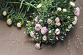 Pink Climbing Rose Cutting – Rosa Species for Vertical Gardens