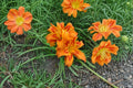 Kwanso Daylily Live Plant – Double Orange Hemerocallis Perennial