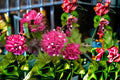 Torch Glow Bougainvillea Plant – Compact Tropical Flowering Shrub