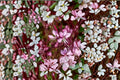 Gaura Wand Flower Plant – Gaura lindheimeri Perennial with Pink Blooms