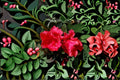 Red Formosa Azalea Live Plant – 1 QT Pot – Rhododendron indicum 'Red Formosa'