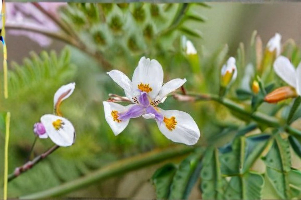 African Iris Live Plant – White Flowering Evergreen Perennial | Dietes grandiflora