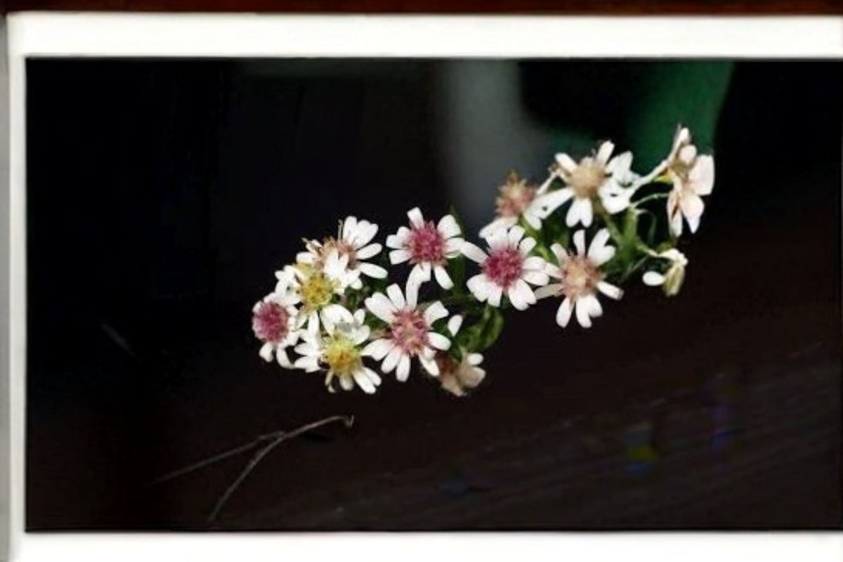 Calico Aster Seeds, Symphyotrichum lateriflorum, White Woodland Wildflower Seeds, Native Perennial Flower Pack