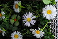 Swamp Aster Seeds | Symphyotrichum puniceum | Purple Wildflower Perennial | Meadow & Garden Planting | 100 Seeds