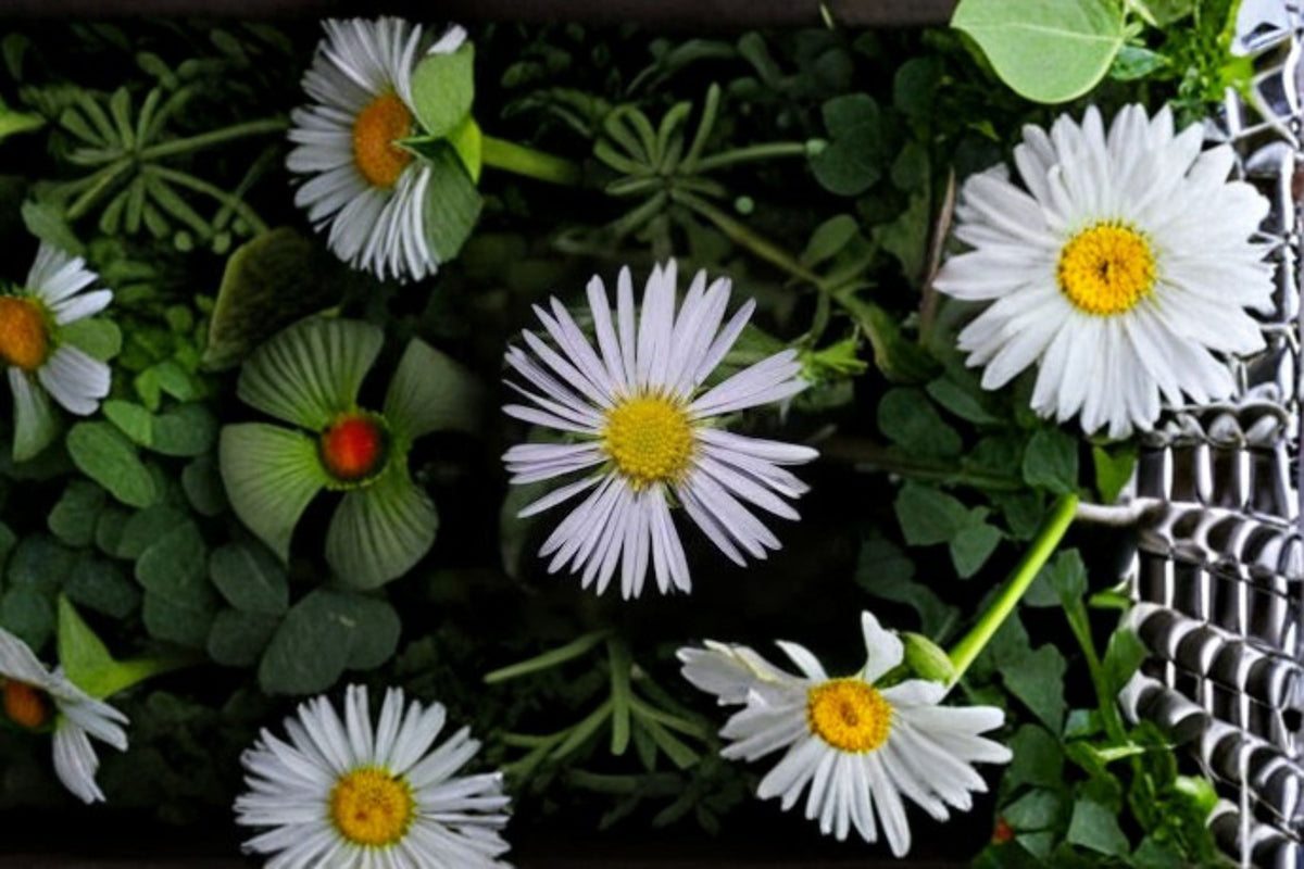 Swamp Aster Seeds | Symphyotrichum puniceum | Purple Wildflower Perennial | Meadow & Garden Planting | 100 Seeds
