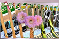 Hedgehog Cactus Tuffet Schick - Echinopsis spp. Hybrid Cactus Plant