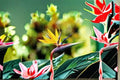 Mandela's Gold Bird of Paradise Live Starter Plant – Strelitzia reginae Tropical Perennial