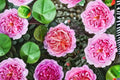 Eisvogel Rose Live Plant – Fragrant German Nostalgia Rose, Heat Tolerant & Disease Resistant