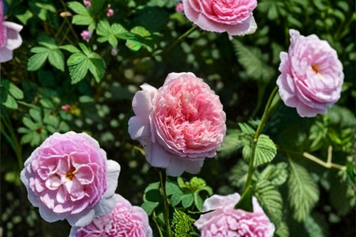 Traumerei Rose Own Root Live Plant – Pink Apricot Fragrant Japanese Rose