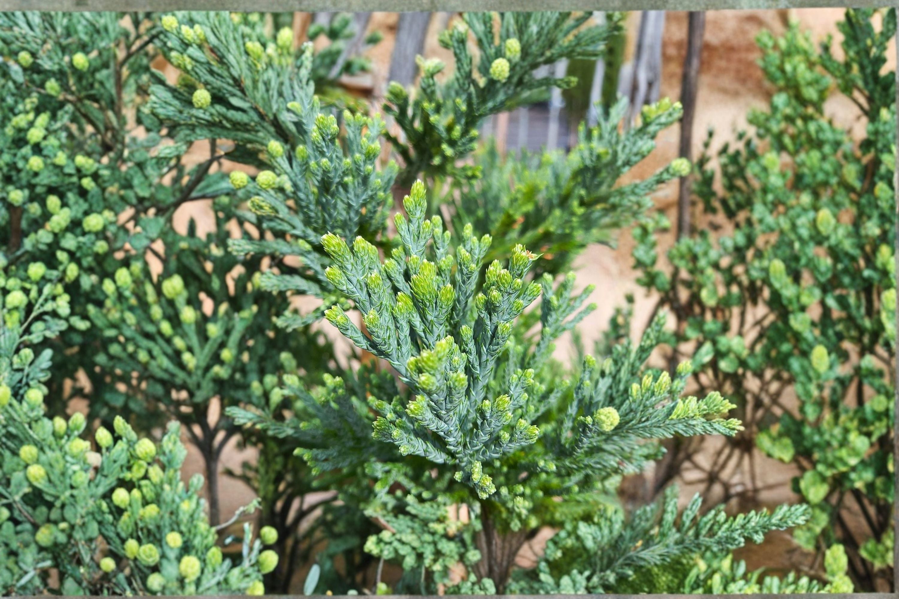 Giant Sequoia 1 Plant – Sequoiadendron giganteum Evergreen Conifer Tree