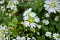 Starry Campion Seeds - Silene stellata White Wildflower Native Perennial Garden Flower Pack, Easy to Grow, 100 Seeds