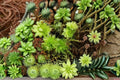Rose Moss 1 Plant – Rhodobryum ontariense Live Moss for Terrariums and Shaded Gardens