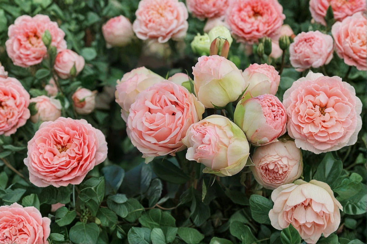 Charming Piano Rose Live Plant – Fragrant Repeat Blooming Garden Rose