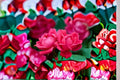 Knock Out Red Rose 3 Cuttings – Rosa ‘Knock Out’ Shrub Rose