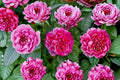 Raspberry Cream Twirl Climbing Rose Live Plant – 1.5 Gal Pink White Striped Rose