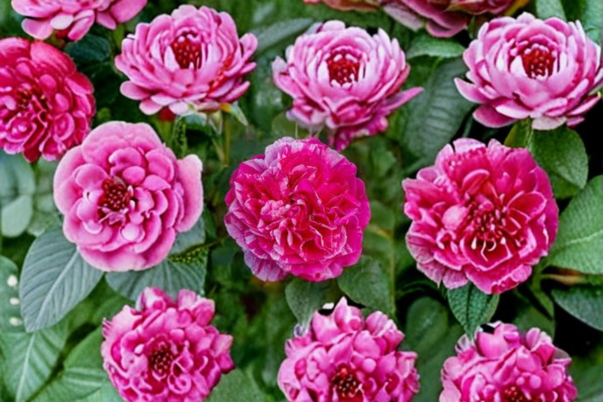 Raspberry Cream Twirl Climbing Rose Live Plant – 1.5 Gal Pink White Striped Rose