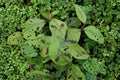 Persicaria virginiana Seeds - Woodland Knotweed, Jumpseed, Native Perennial for Shade Gardens, 15 Seeds