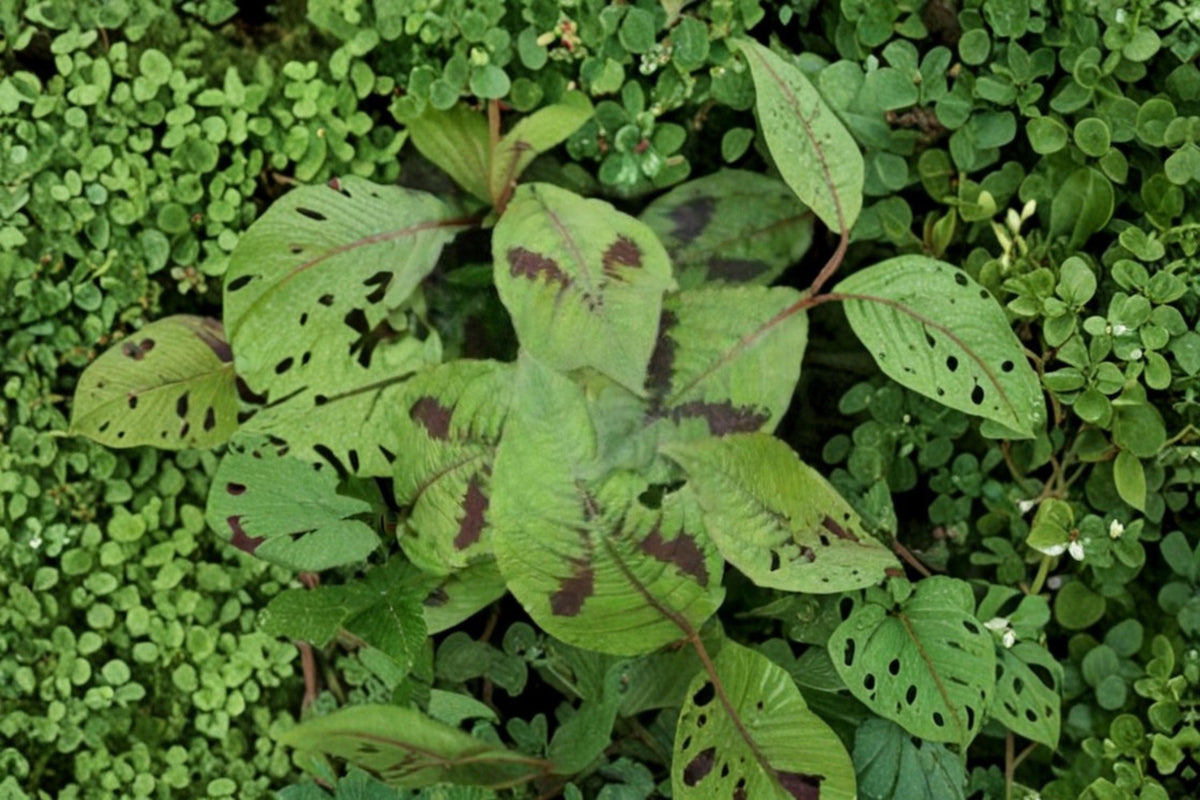 Persicaria virginiana Seeds - Woodland Knotweed, Jumpseed, Native Perennial for Shade Gardens, 15 Seeds