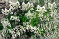 Waxleaf Privet 1 Plant – Ligustrum japonicum ‘Texanum’ Evergreen Shrub