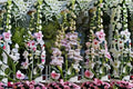 Palmer’s Penstemon Seeds, Penstemon palmeri, Pink & White Wildflower, Native Perennial Garden Flower, 50 Seeds