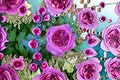 Thierry Marx Rose Live Plant – Fragrant Dark Pink Delbard Repeat Blooming Rose