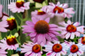 Purple Coneflower Live Plant – 1 Gallon Fully Rooted – Echinacea purpurea