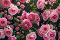 Aushunter Rose Own Root Live Plant – Healthy 6 Inch Garden Rose