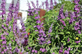 Santa Barbara Mexican Sage Live Starter Plant – Salvia leucantha 'Santa Barbara'