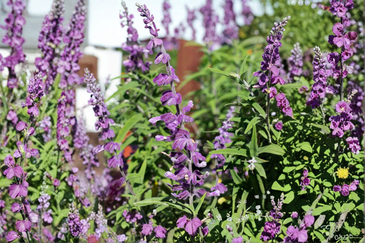 Santa Barbara Mexican Sage Live Starter Plant – Salvia leucantha 'Santa Barbara'