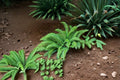 Western Sword Fern 1 Plant – Polystichum munitum | Evergreen Shade Garden Plant