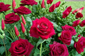 Monica Bellucci Rose Live Plant – Fragrant Own Root Shrub Rose
