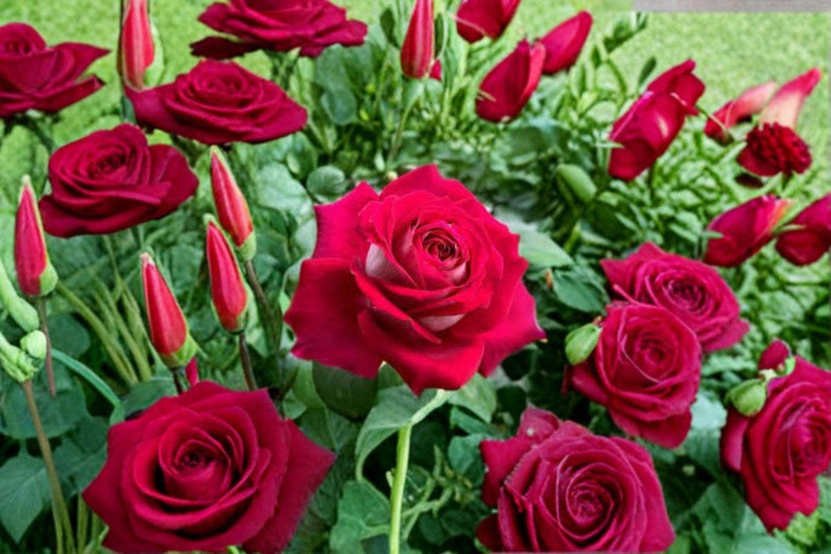 Monica Bellucci Rose Live Plant – Fragrant Own Root Shrub Rose