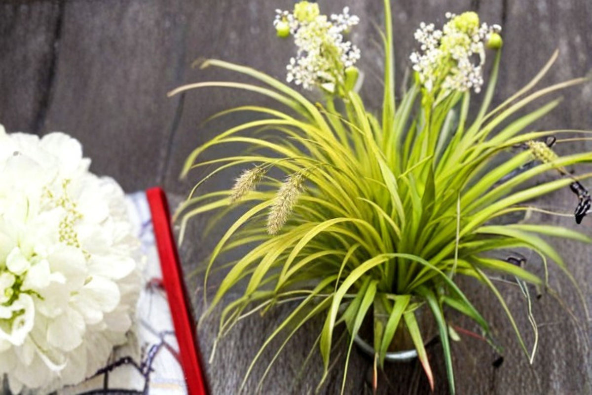 Everillo Sedge – Carex oshimensis ‘Everillo’ Evergreen Ornamental Grass