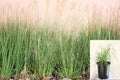 Deer Grass 1 Plant – Muhlenbergia rigens | Perennial Ornamental Grass