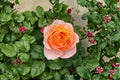 Vuvuzela Rose Live Plant – Fragrant Own Root Garden Rose, Repeat Blooming Shrub