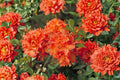 Mandarin Lights Deciduous Azalea Live Starter Plant in 7L Pot | Azalea x 'Mandarin Lights'