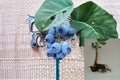 Blueberry Rooted Cuttings – Vaccinium corymbosum – Fruit Shrub for Garden or Container Cultivation